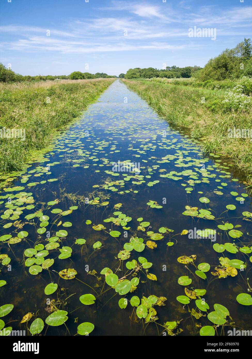 La fossa di drenaggio sud presso la Shapwick Heath National Nature Reserve, parte delle paludi di Avalon nei livelli del Somerset, Inghilterra. Foto Stock