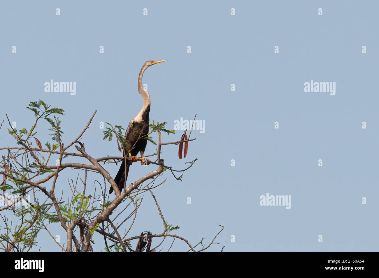 Il Darter orientale (Anhinga melanogaster) è un uccello acquatico del Sud Asia tropicale e del Sud-Est asiatico. Foto Stock