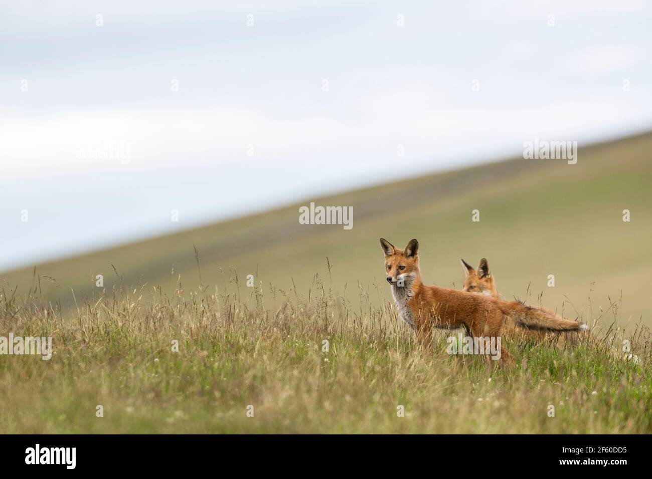 Volpi rosse (Vulpes vulpes), parco nazionale Northumberland, Regno Unito, Foto Stock