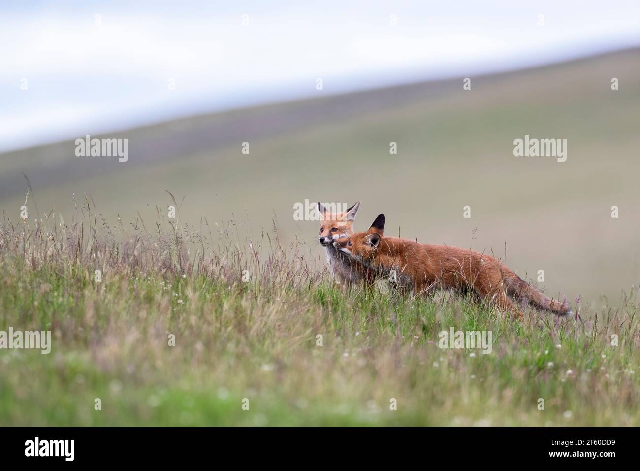 Volpi rosse (Vulpes vulpes), parco nazionale Northumberland, Regno Unito, Foto Stock