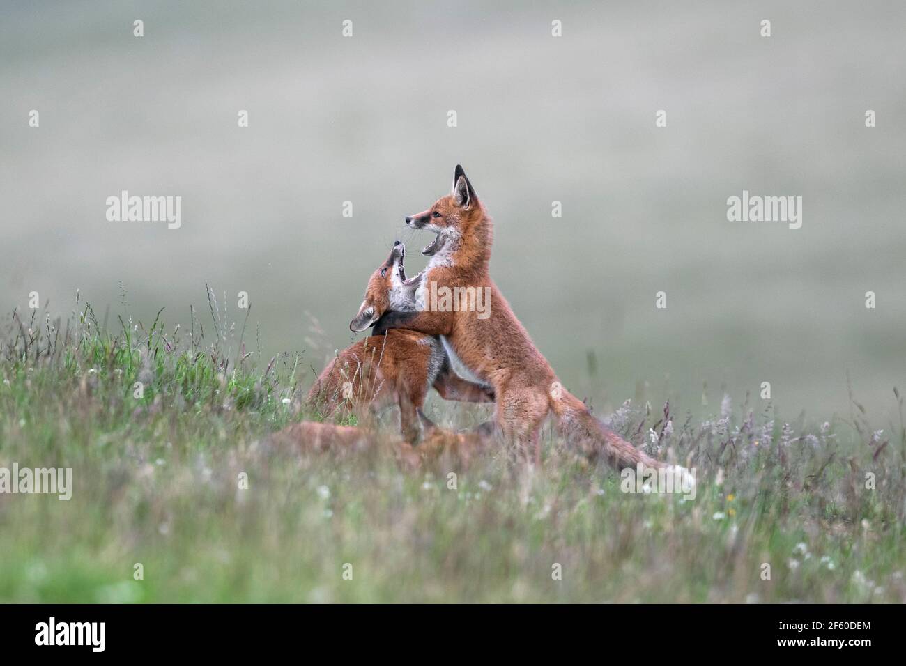 Giovani volpi rosse (Vulpes vulpes) giocando, Northumberland National Park, Regno Unito, Foto Stock