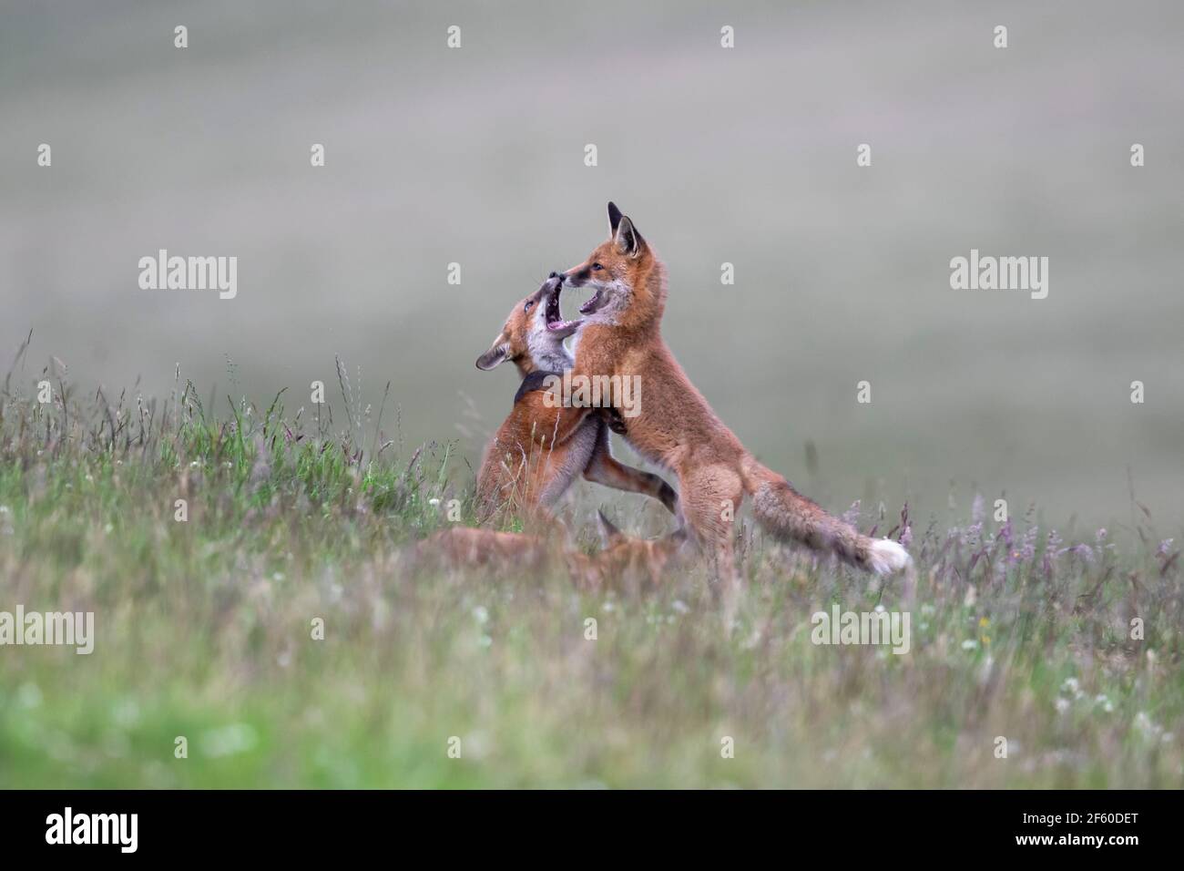 Giovani volpi rosse (Vulpes vulpes) giocando, Northumberland National Park, Regno Unito, Foto Stock