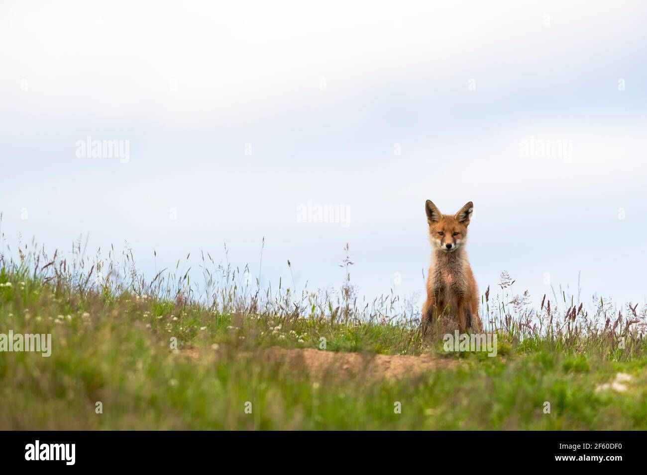 Red Fox (Vulpes vulpes), Northumberland National Park, Regno Unito, Foto Stock