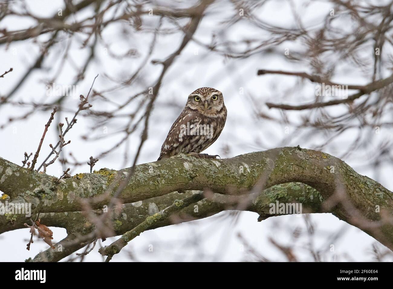 Civetta (Athene noctua) Foto Stock