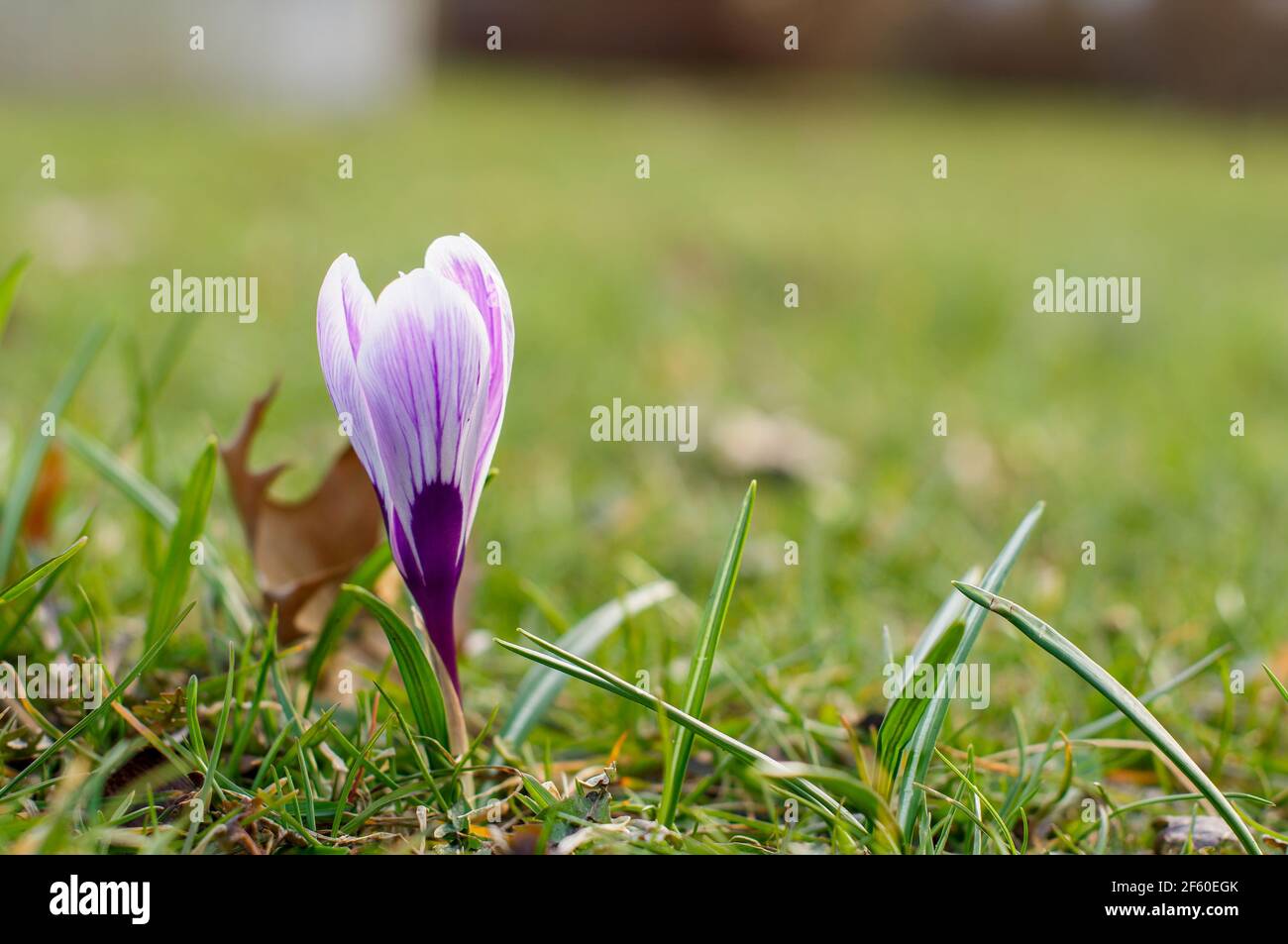 crocus, zafferano, fiori colorati, (Crocus L.), fiori in fiore primavera, su uno sfondo di erba Foto Stock