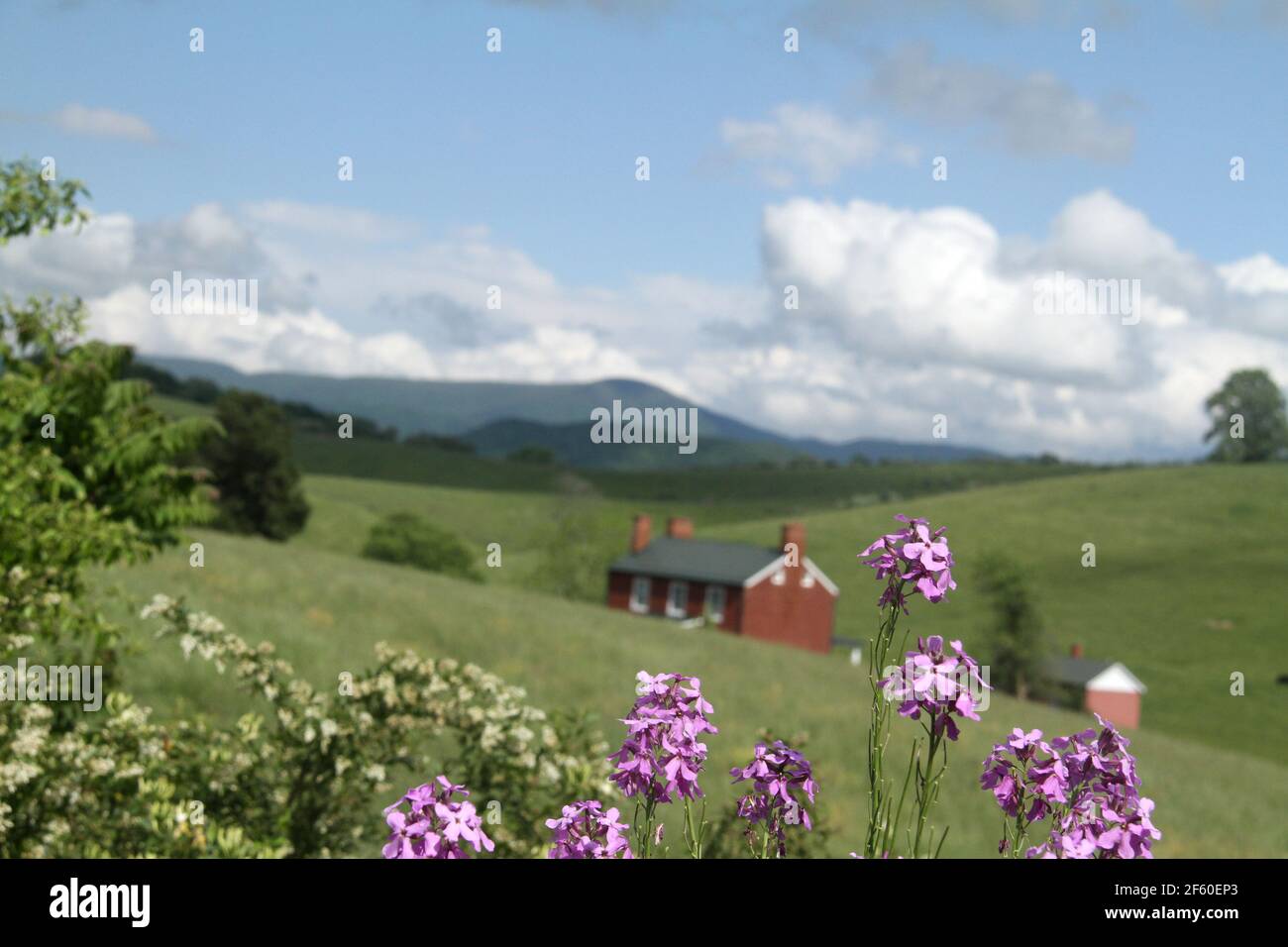 Paesaggio con fiori viola nella Virginia rurale, Stati Uniti. Il razzo di Dame (Hesperis matronalis) che cresce su un prato nelle Blue Ridge Mountains. Foto Stock