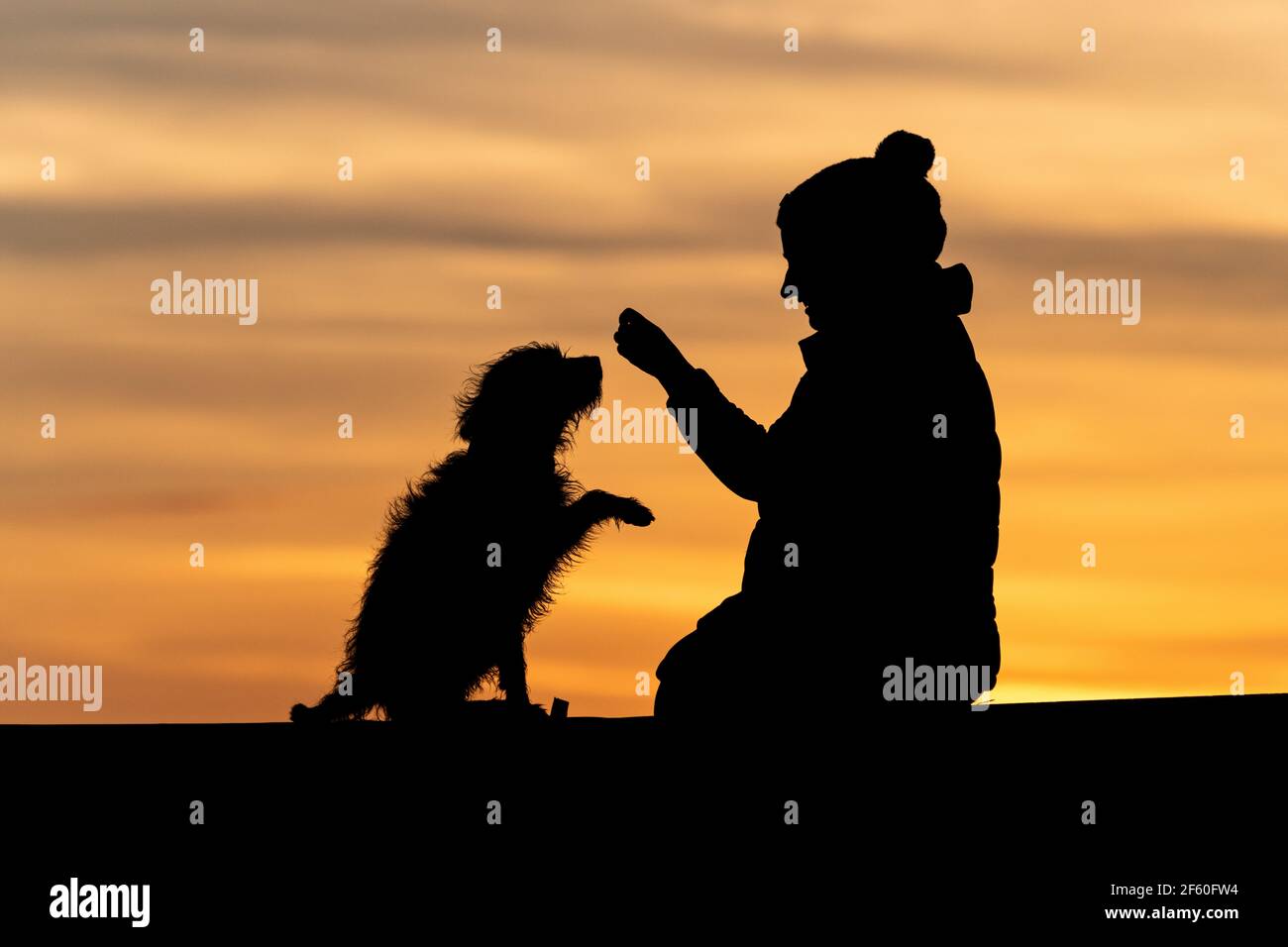 Una donna e il suo cane con la zampa sollevata implorando un trattamento sedersi su un muro, silhouetted da una bella luce ambra del sole che tramonta. Foto Stock