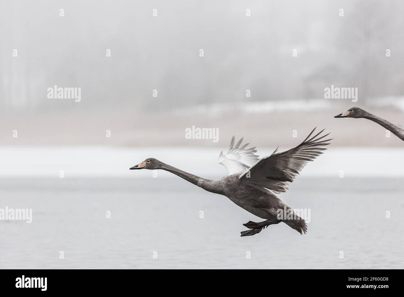 Swan atterrando sul lago nebby Foto Stock