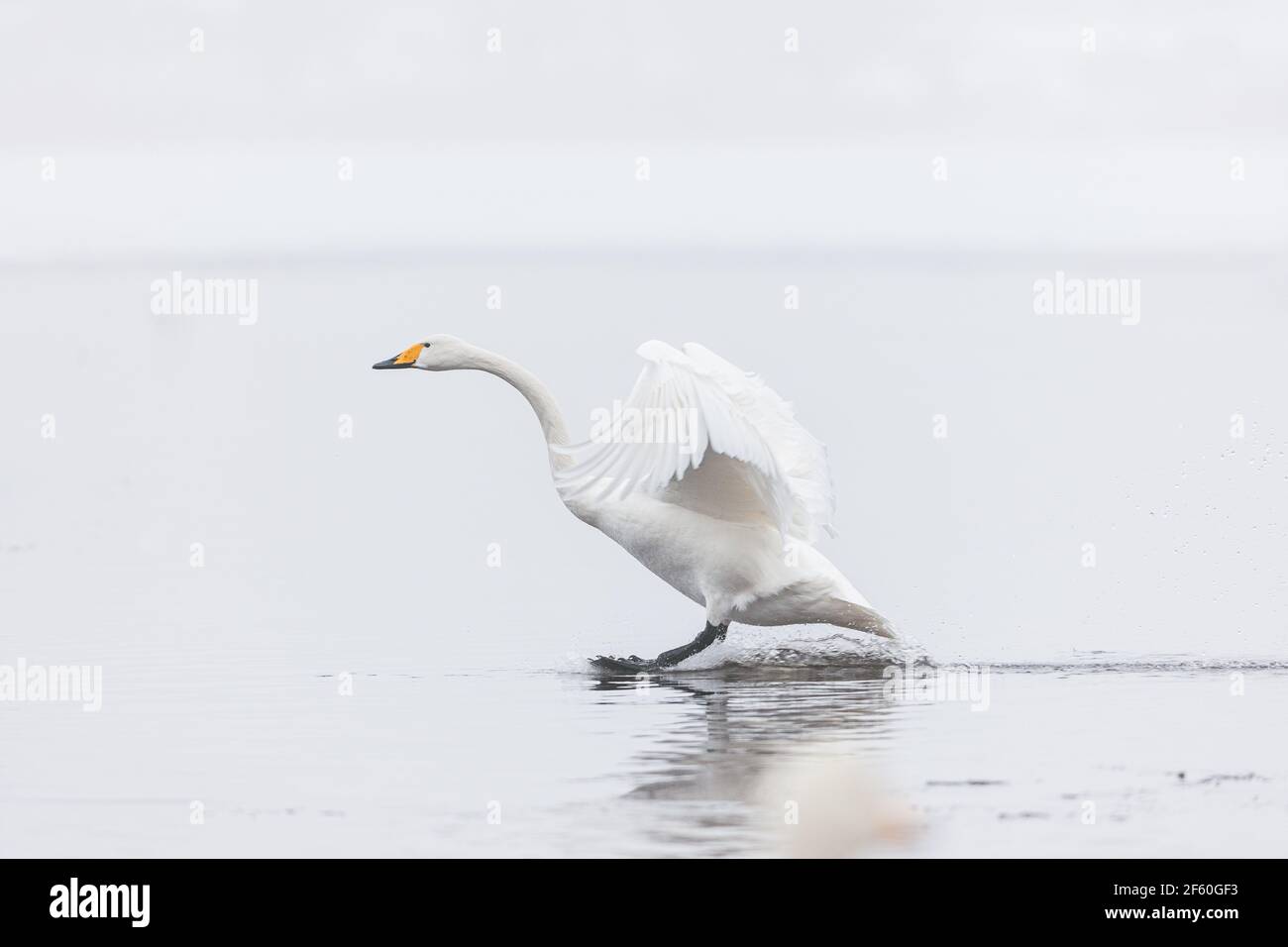 Swan atterrando sul lago nebby Foto Stock