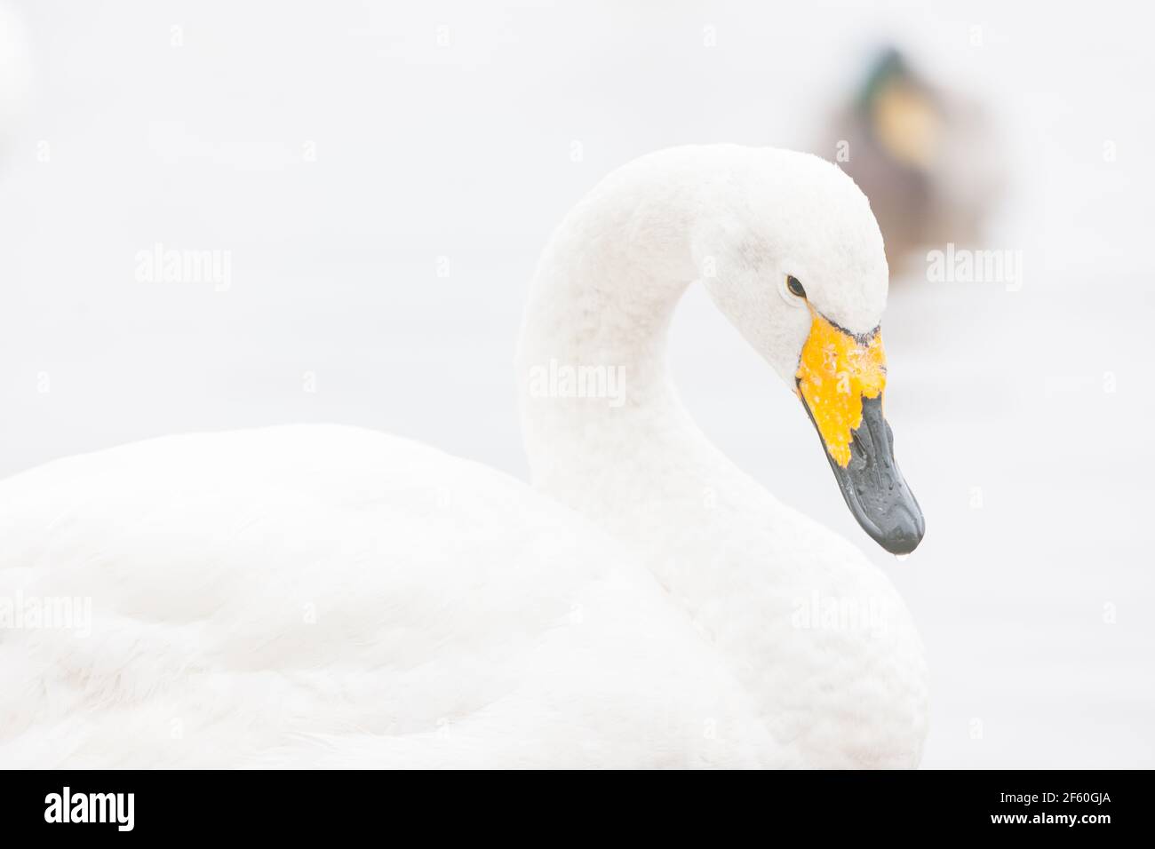 Swan nuotare sul lago nebby Foto Stock