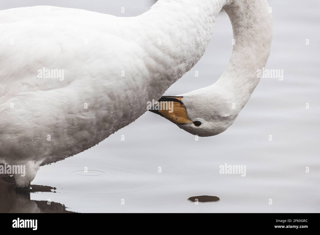 Swan con testa capovolta Foto Stock