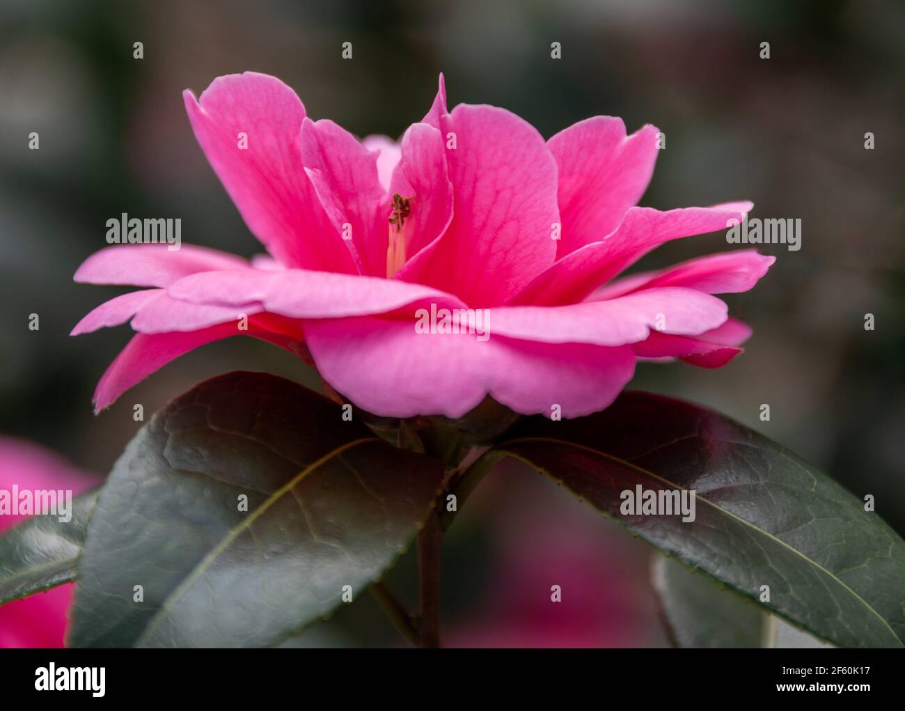 Una Camellia rosa in pieno fiore con i suoi colori vibranti. Foto Stock