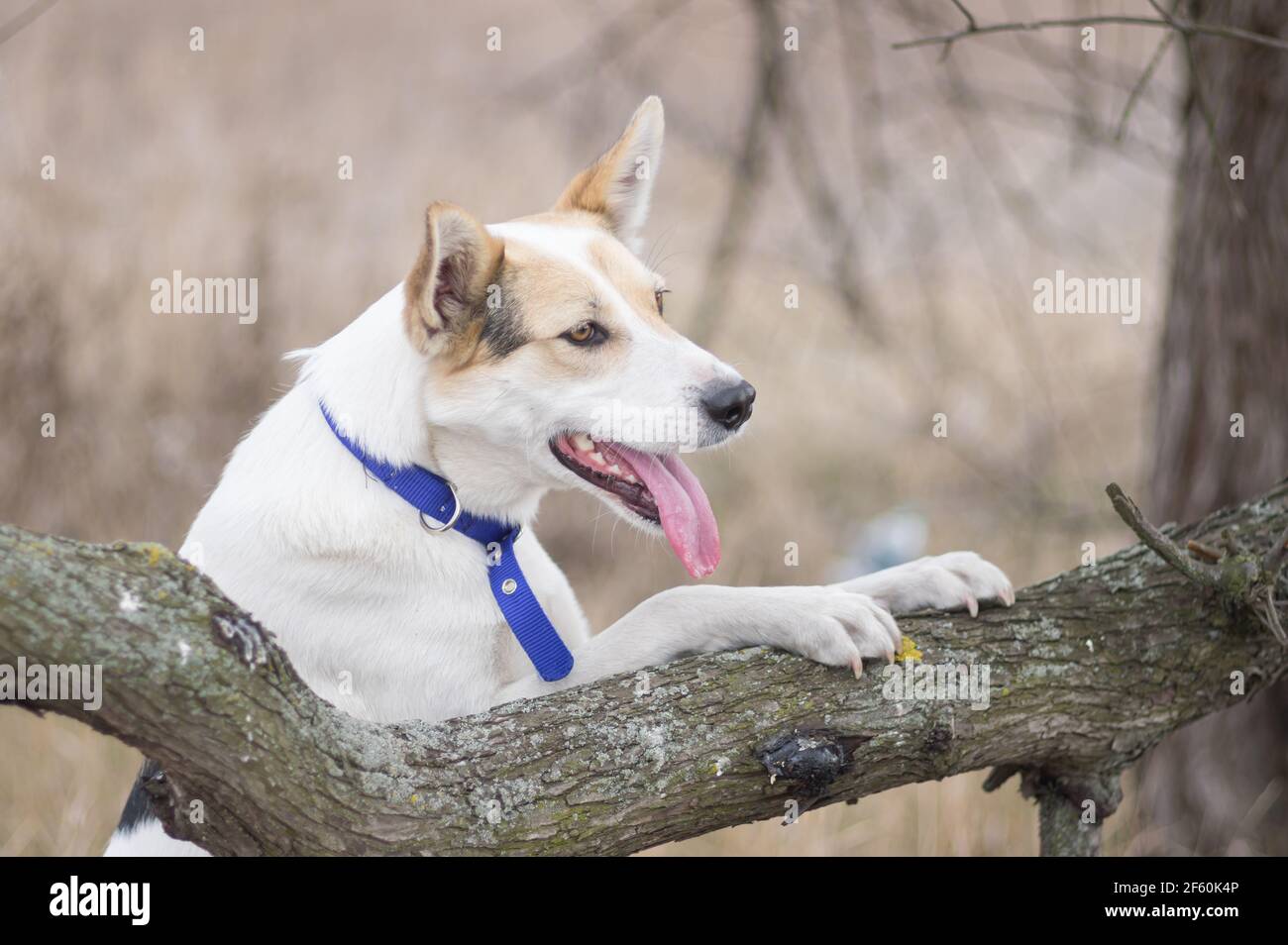 porrtait all'aperto di razza bianca di caccia e bianco settentrionale il cane si appoggiò contro il ramo dell'albero e guardando la primavera precoce stagione Foto Stock