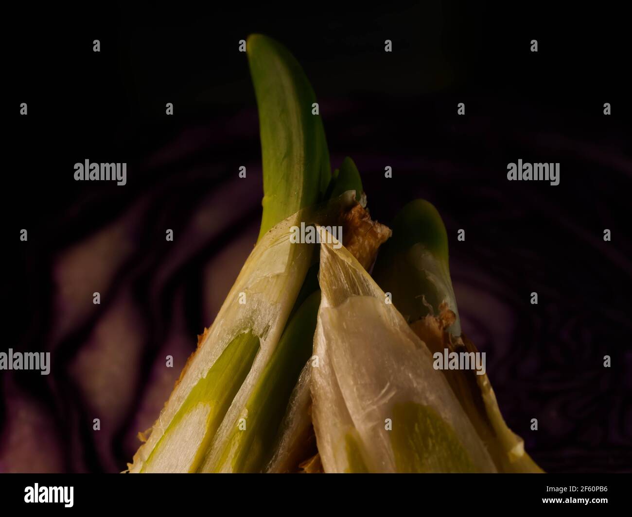 Cipolla e fette su tagliere di legno. Foto Stock