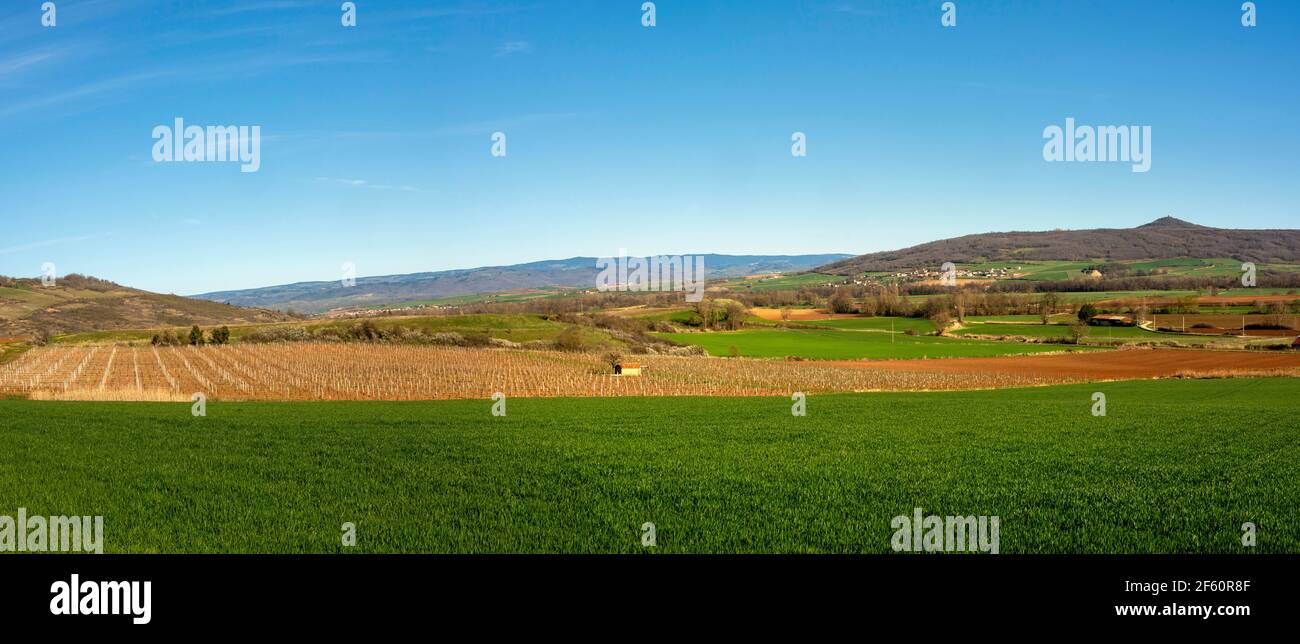 Vigneto di Boudes e vista sulla pianura di Lembronnais, Puy de Dome, Auvergne-Rodano-Alpi, Francia Foto Stock