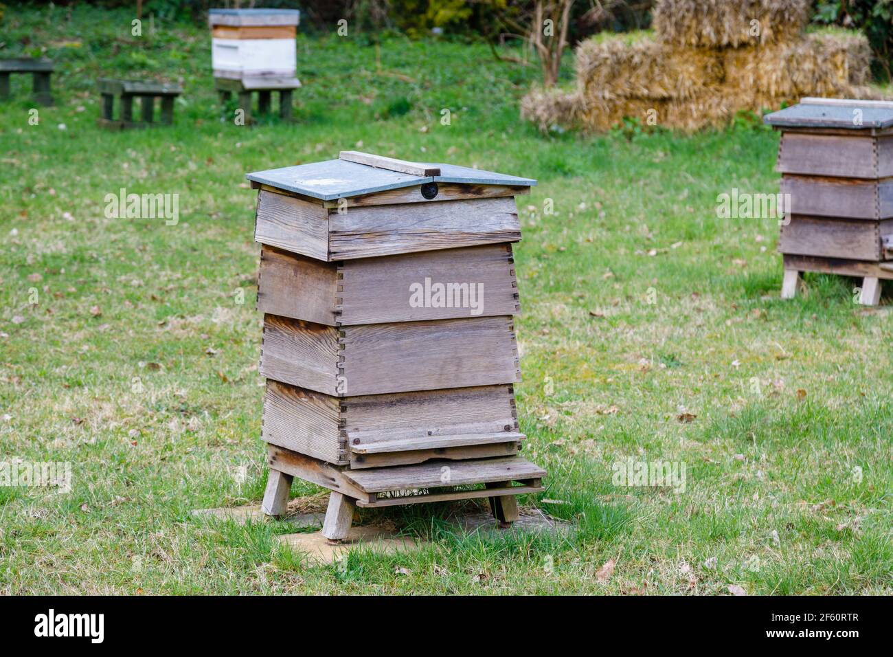 Tradizionali alveari in legno WBC in piedi all'aperto su erba in Howard's Field, RHS Garden Wisley, Surrey, Inghilterra sud-orientale in primavera Foto Stock