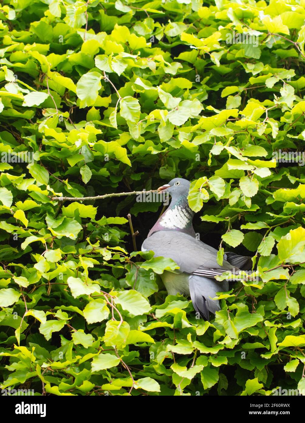 Uccello che raccoglie il materiale di nidificazione - piccione di legno (Columba Palumbus) che prende un grande bastone al relativo nido in hedge di faggio - Scozia, Regno Unito Foto Stock