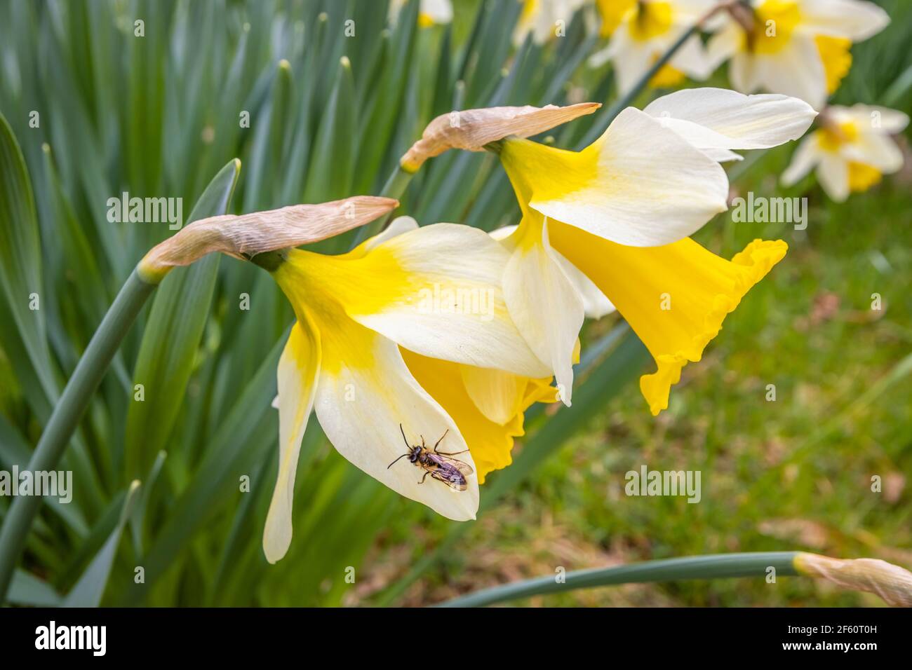 Un'ape solitaria (Megachilidae) su un petalo di daffodil selvatico che cresce in boschi nel Sussex occidentale, nel sud-est dell'Inghilterra, in primavera Foto Stock