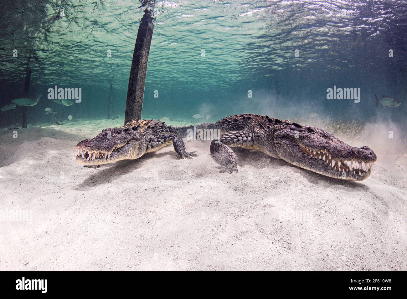 Coccodrilli americani sott'acqua Foto Stock