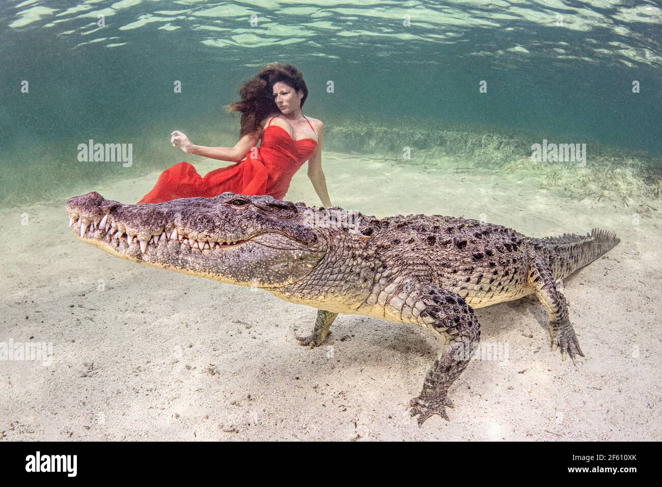 Donna in abito rosso, sott'acqua con coccodrillo Foto Stock