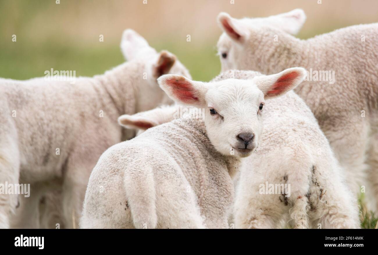 Blainslie Scottish Borders, Regno Unito. 28 Marzo 2021. Regno Unito Scozia Gran Bretagna il tempo naturalmente segni di primavera come i giovani agnelli giocano nei campi verdi di erba vicino a Blainslie nei confini scozzesi. Credit: phil wilkinson/Alamy Live News Foto Stock