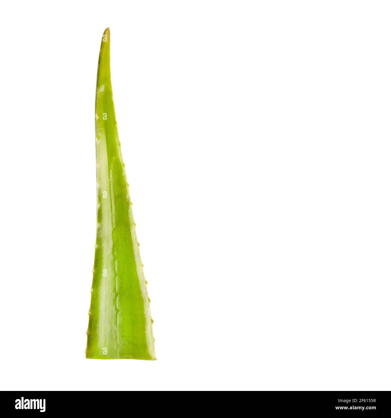 Fetta Aloe vera una medicina erboristica molto utile per la cura della pelle e dei capelli. Foto Stock