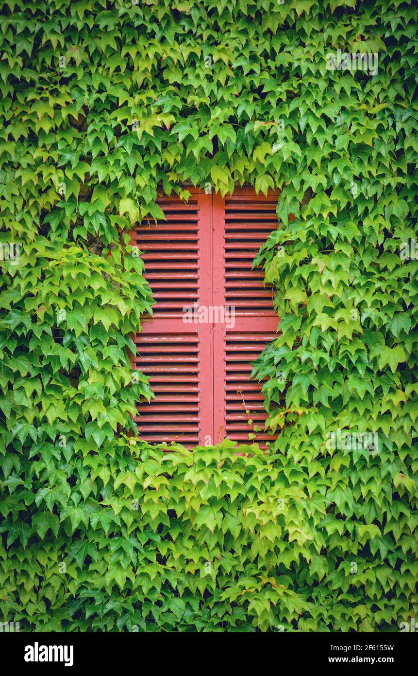 Parete con una finestra chiusa con persiane rosse coperte e. circondato da foglie di edera verde Foto Stock