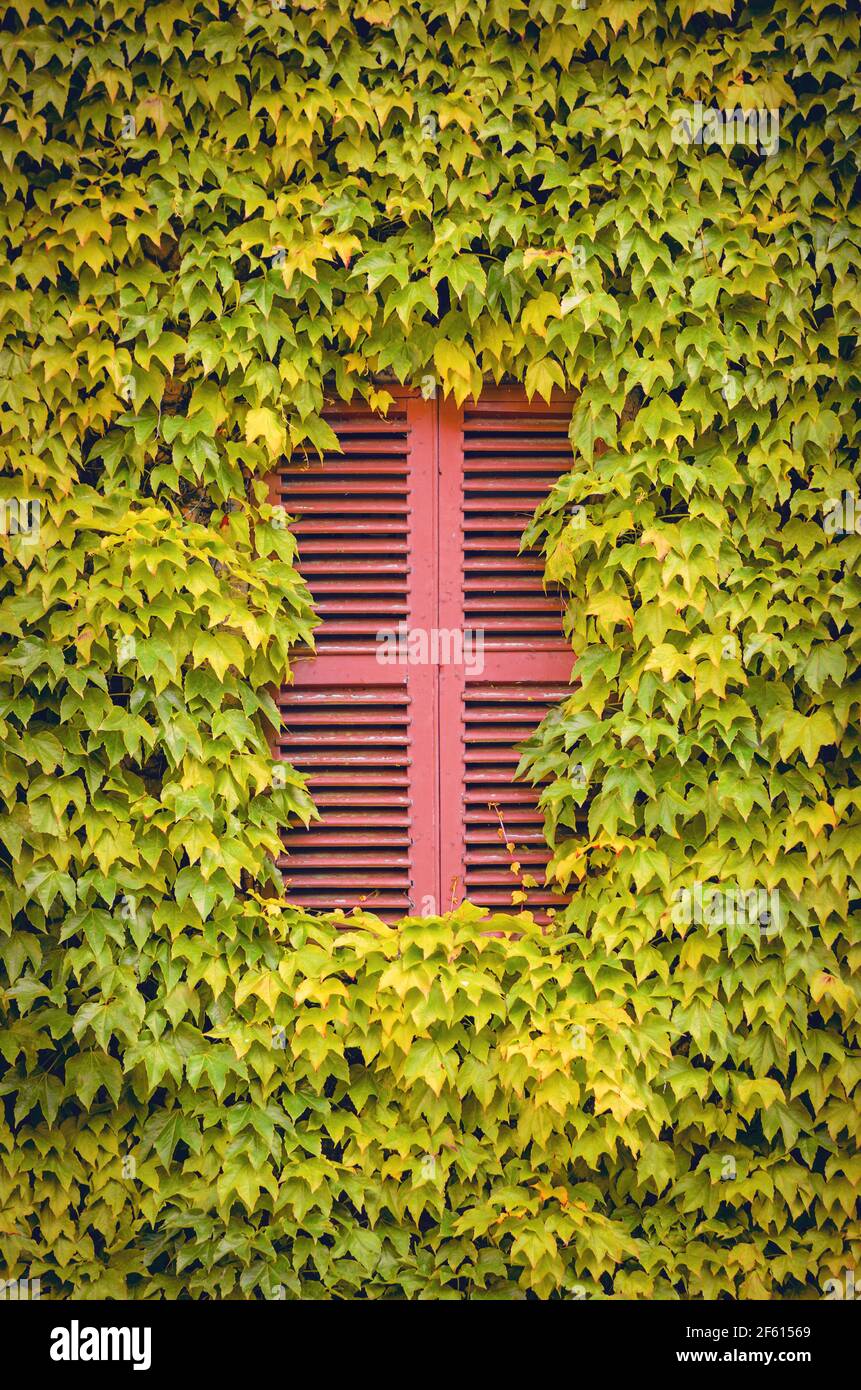 Parete con una finestra chiusa con persiane rosse coperte e. circondato da foglie di edera gialla Foto Stock