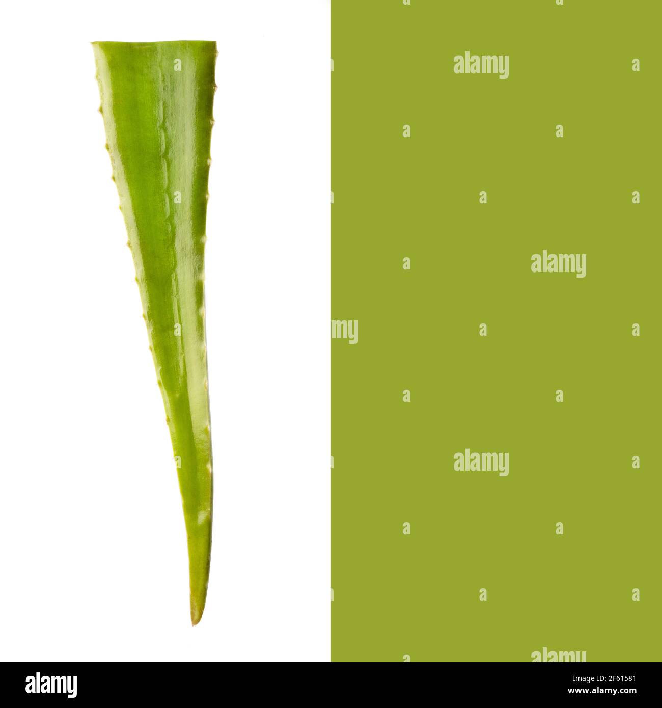 Fetta Aloe vera una medicina erboristica molto utile per la cura della pelle e dei capelli. Foto Stock