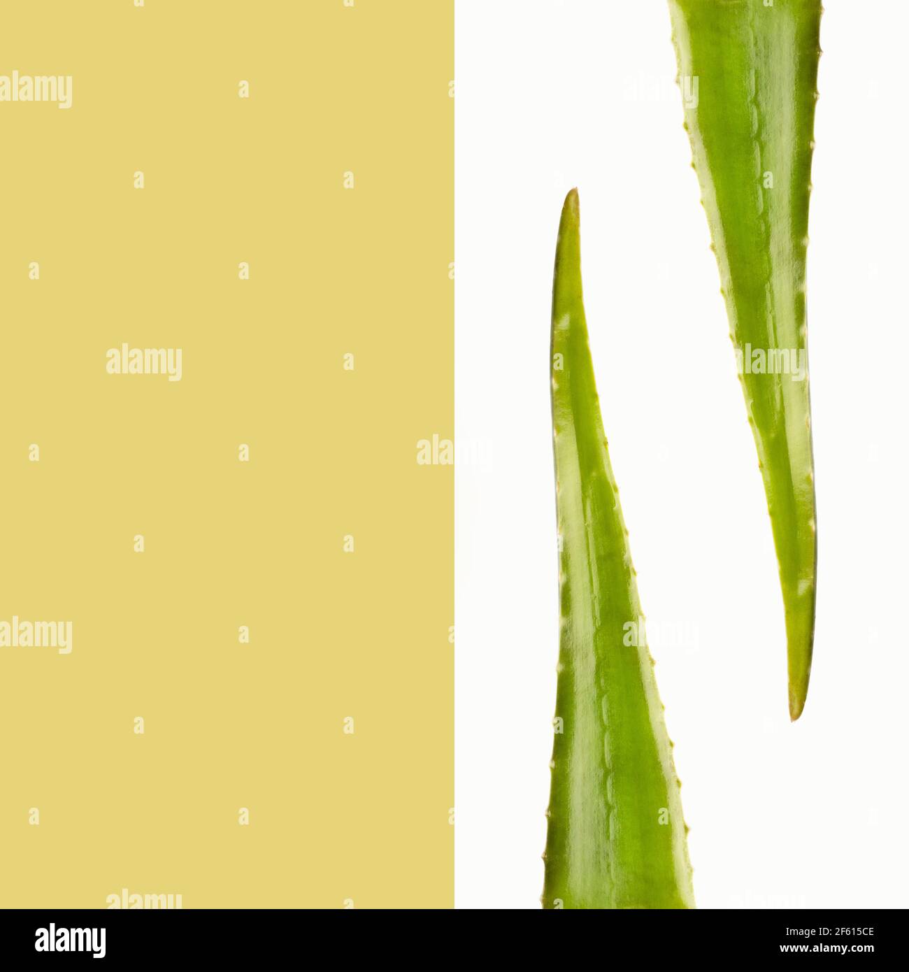 Fetta Aloe vera una medicina erboristica molto utile per la cura della pelle e dei capelli. Foto Stock