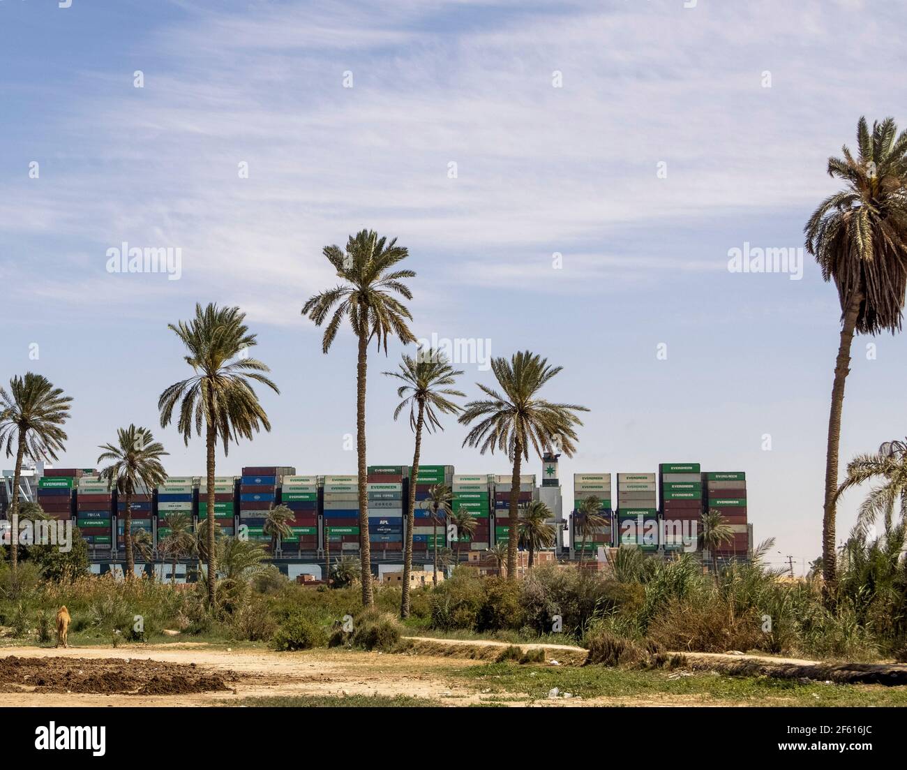 Villaggio di Manshiat al-Rahula, vicino a Suez, Egitto. 29 Mar 2021. L'Everdoned galleggia infine parallelamente al canale di Suez mentre un cammello guarda sopra. B. O'KANE/A. Foto Stock