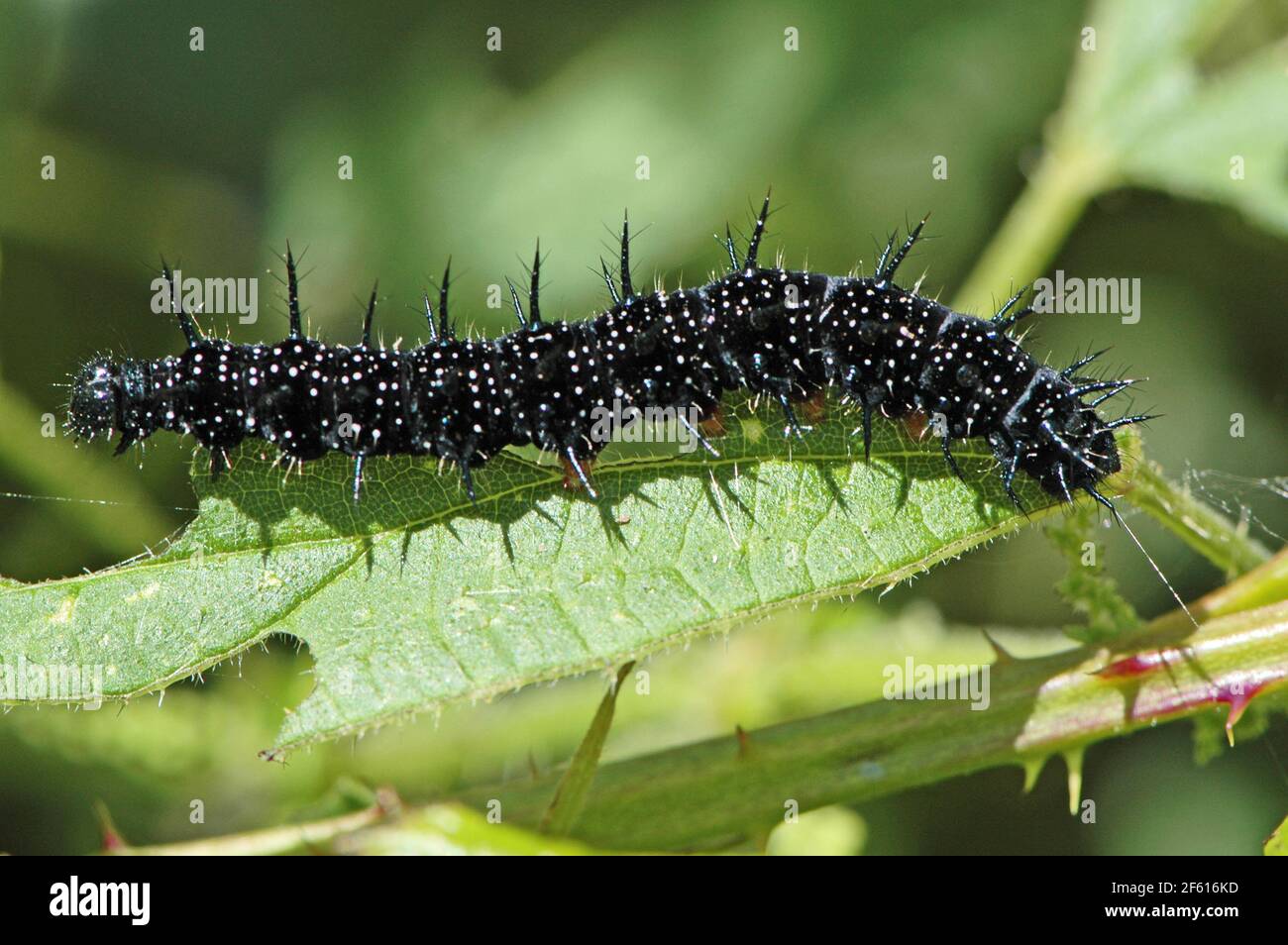 maturing caterpillar of Peacock Butterfly, Aglais io) che mostra il filo di fissaggio, su foglia di ortica pungente parzialmente mangiato tra i Bramboli. Come catering Foto Stock