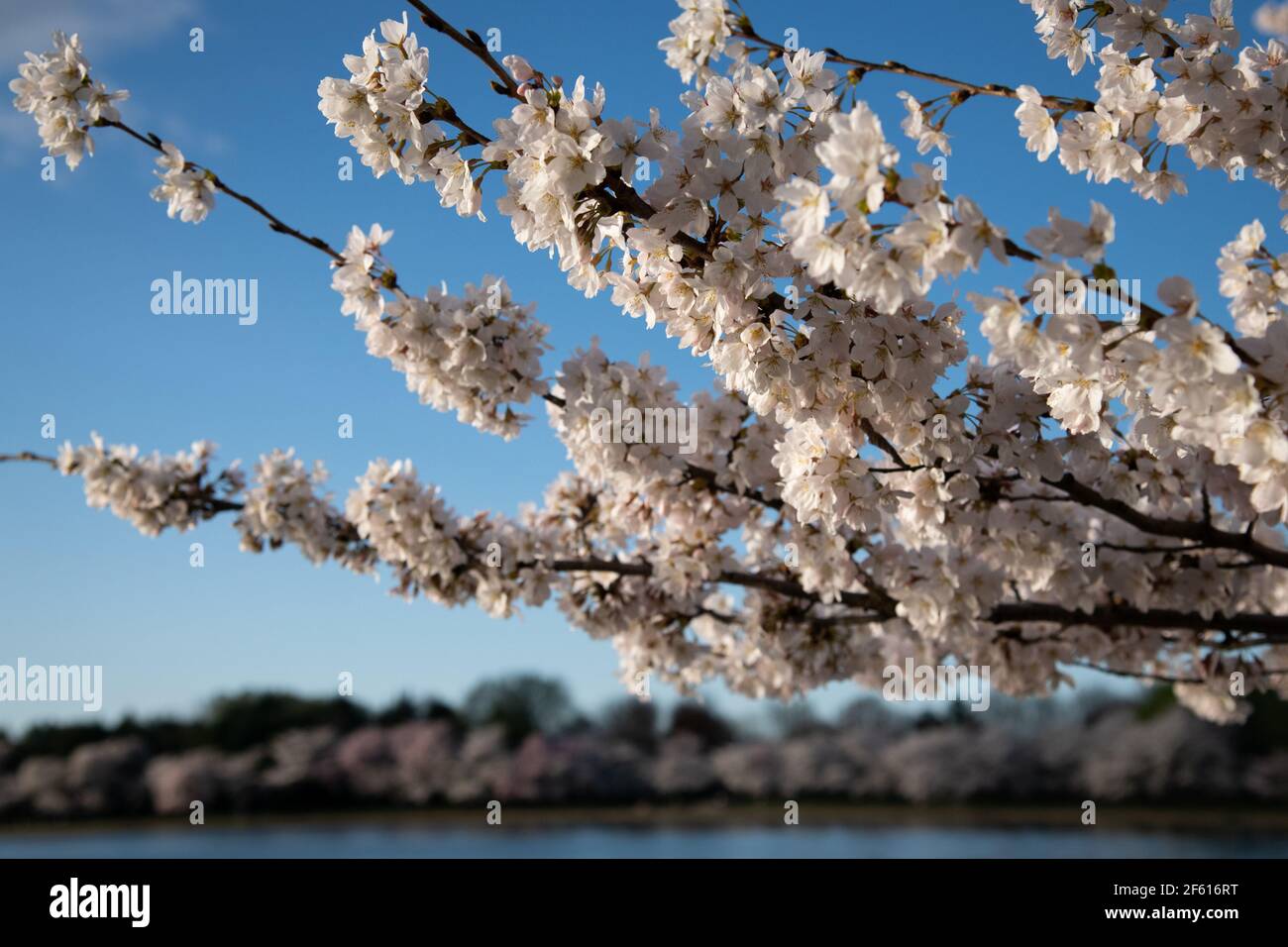 Washington, Stati Uniti. 29 marzo 2021. I fiori di ciliegio raggiungono il picco di fioritura intorno al bacino del Tidal, a Washington, DC, lunedì 29 marzo, 2021, in mezzo alla pandemia del coronavirus. La scorsa settimana il presidente Biden si è impegnato a raggiungere un nuovo obiettivo di 200 milioni di dosi di vaccino nei suoi primi cento giorni in carica, come gli esperti americani di sanità pubblica avvertono una nuova ondata di casi COVID-19 può iniziare con l'aumento dei numeri di infezioni in molte aree del paese (Graeme Sloan/Sipa USA) credito: Sipa USA/Alamy Live News Foto Stock