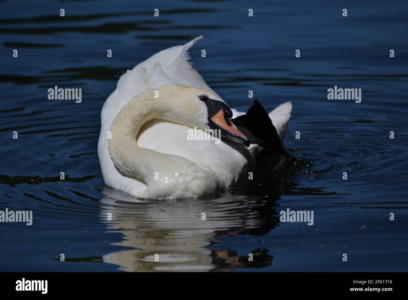 White Mute Swan seduto sull'acqua a Scarborough Mere - Cygnus olor - Majestic, strong e potente Bird - Waterfowl - UK Foto Stock