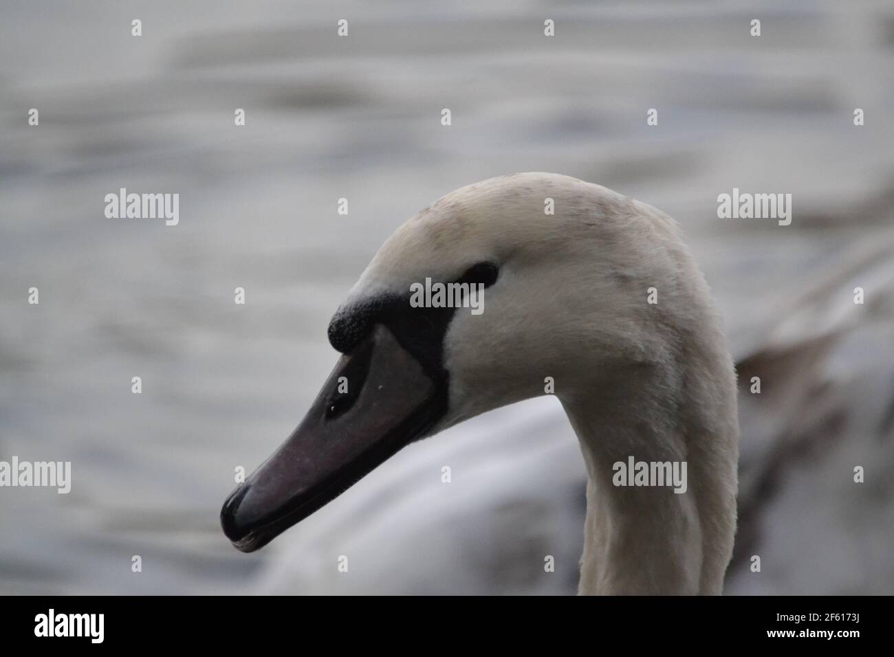 White Mute Swan seduto sull'acqua a Scarborough Mere - Cygnus olor - Majestic, strong e potente Bird - Waterfowl - Black + White - UK Foto Stock