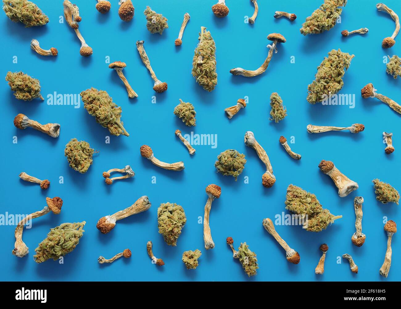 Concetto di microdosaggio. Modello di funghi psilocibin e boccioli di marijuana su sfondo blu. Viaggio psichedelico, concetto di convalida. Foto Stock