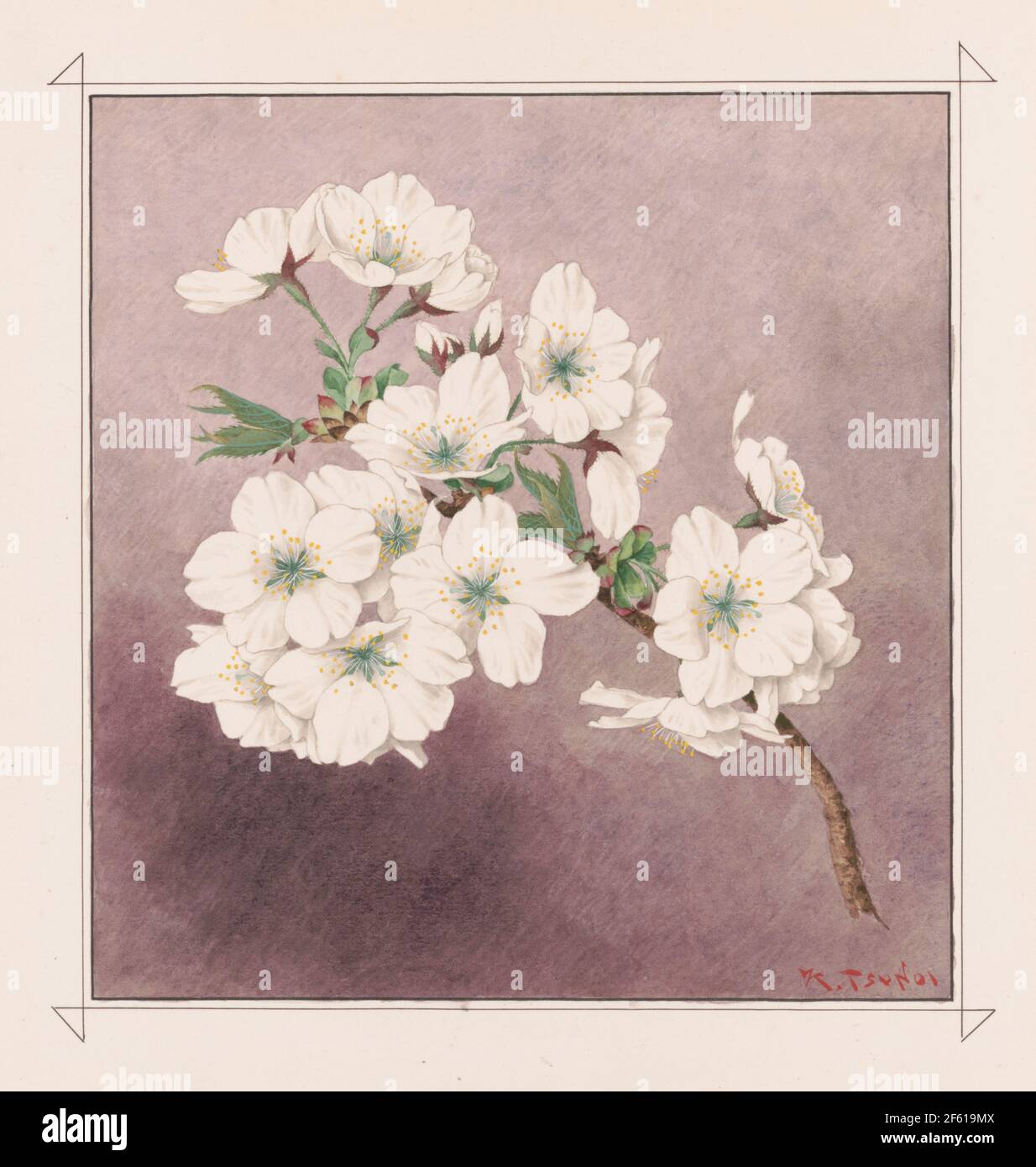 Shirayuki, fiori di ciliegia di neve bianca Foto Stock