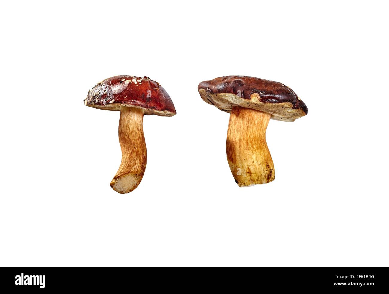 Funghi commestibili (Boletus badius o bolo) isolati su sfondo bianco con percorso di ritaglio. Spazio di copia, senza ombre Foto Stock