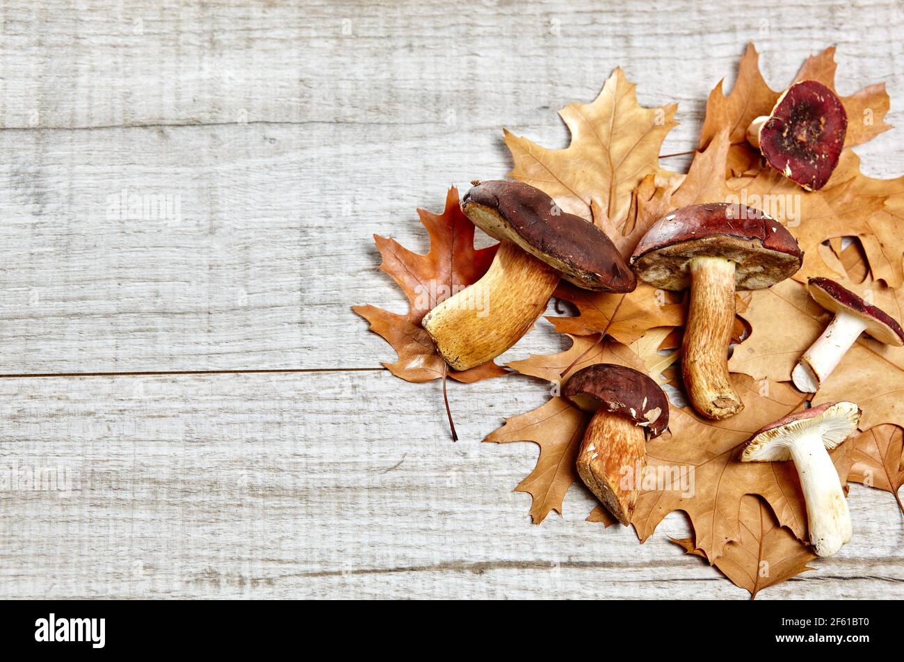 Fungo commestibile (Boletus badius o bola di baia e Russula emetica) su sfondo di legno. Funghi freschi e foglie di quercia non cotti, concetto autunnale, spazio Foto Stock