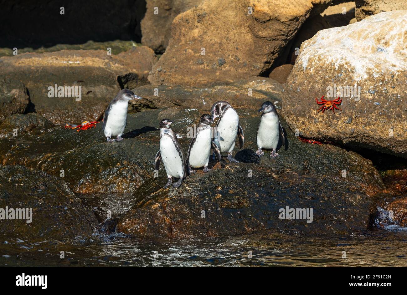 I pinguini di Galapagos (Speniscus mendiculus) tra Santiago e l'isola di Bartolome, il parco nazionale delle isole Galapagos, Ecuador. Foto Stock