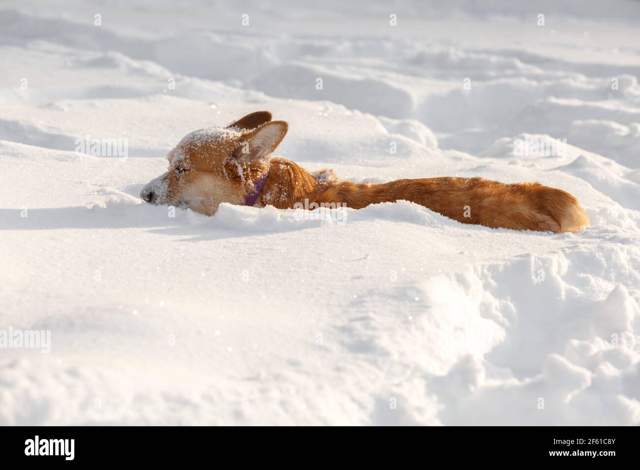 Il cardigan gallese del cane Corgi gioca in inverno nel neve per una passeggiata Foto Stock