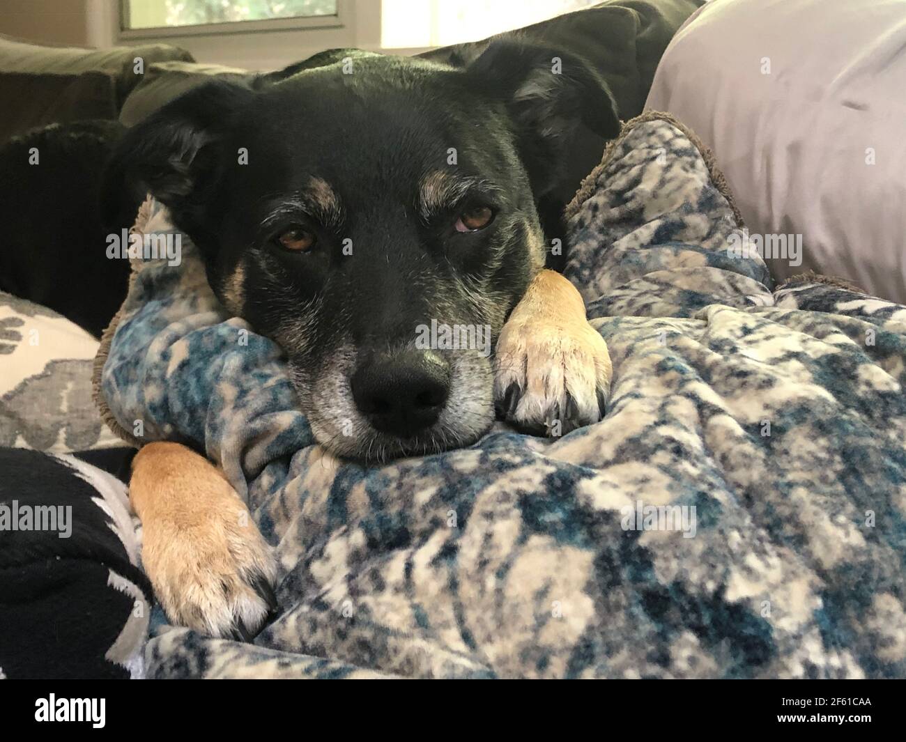 Collie di confine rilassante sul divano Foto Stock