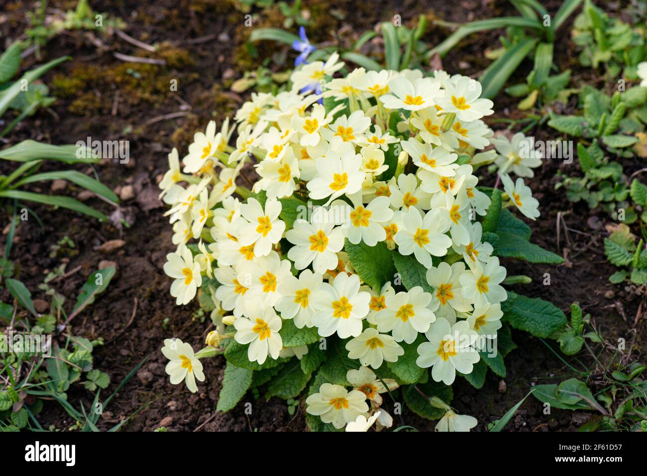 Un primula comune (Primula vulgaris) in fiore Foto Stock