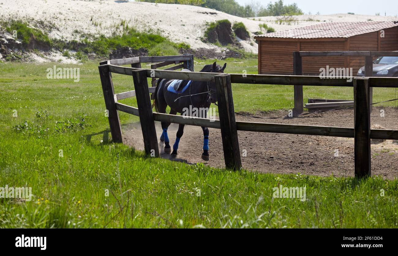 Cavallo nero che corre nel loro paddock. Paddock terra su terreno agricolo con recinzione in legno per dressage cavalli. Vista rurale prato e recintato luogo per camminare Foto Stock