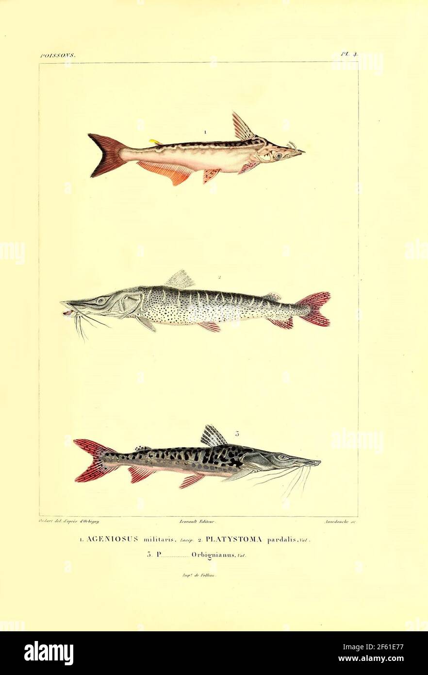 Illustrazione di Catfish sudamericano Foto Stock