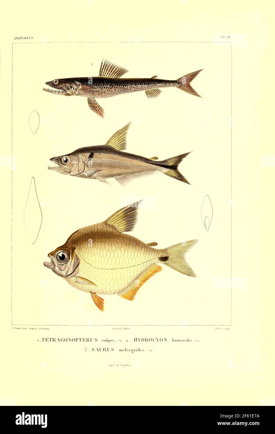 Illustrazione del pesce sudamericano Foto Stock