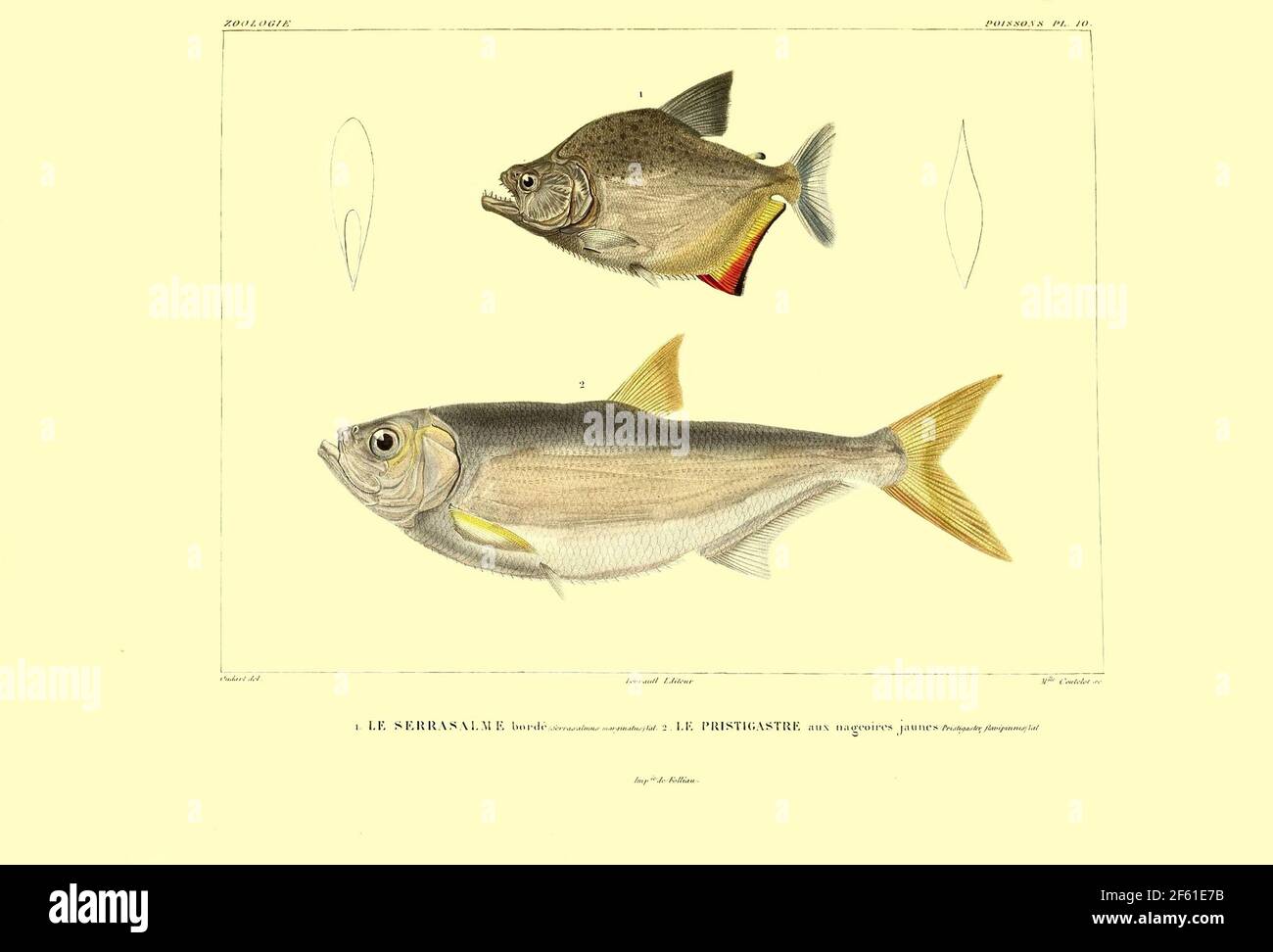 Illustrazione del pesce sudamericano Foto Stock