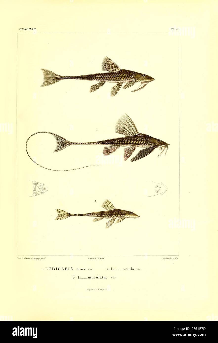 Illustrazione di Catfish sudamericano Foto Stock