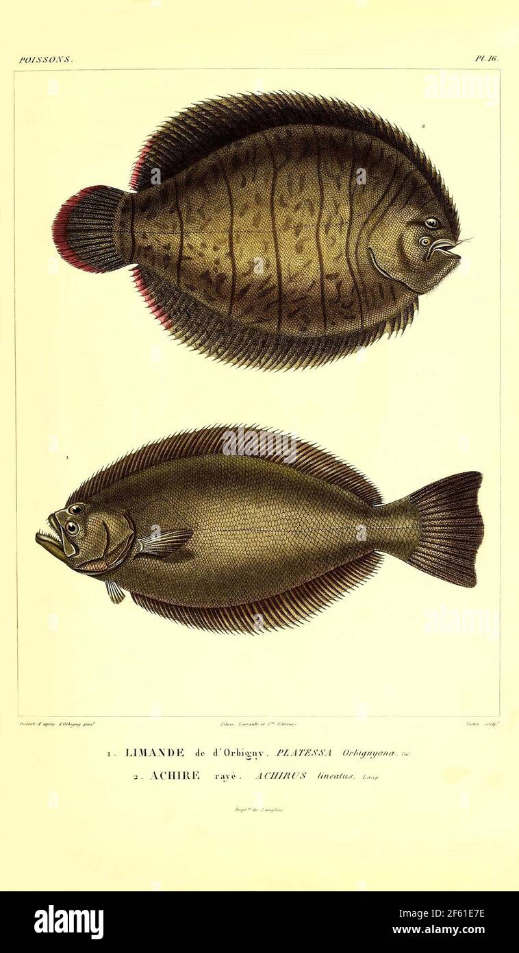Illustrazione del pesce sudamericano Foto Stock