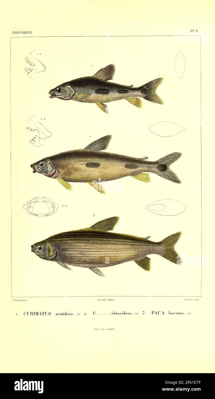 Illustrazione del pesce sudamericano Foto Stock